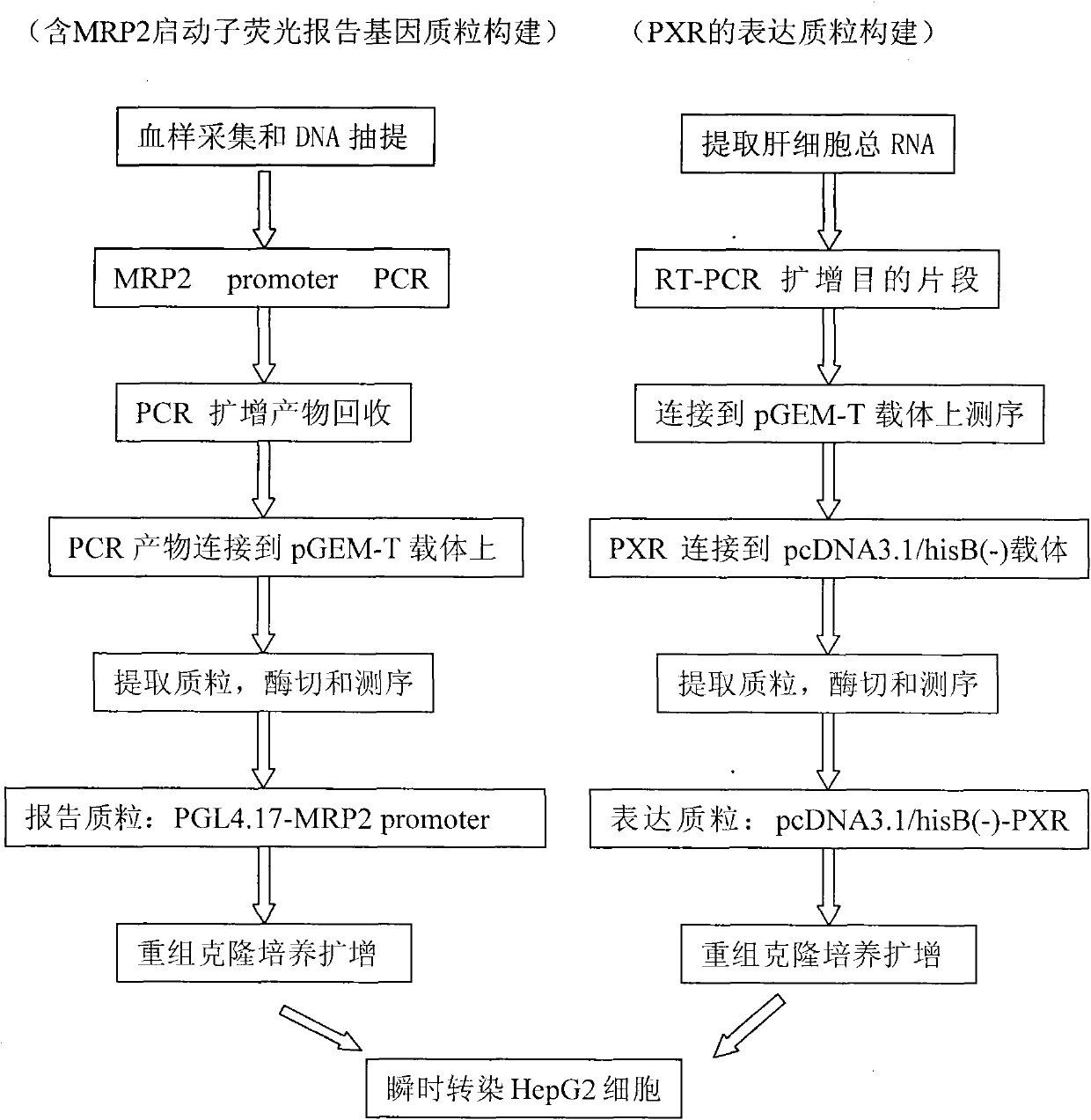 Pregnane X receptor (PXR)-multidrug resistance-associated protection (MRP2) luciferase reporter gene-expressing technical platform high-flux medicament screening method