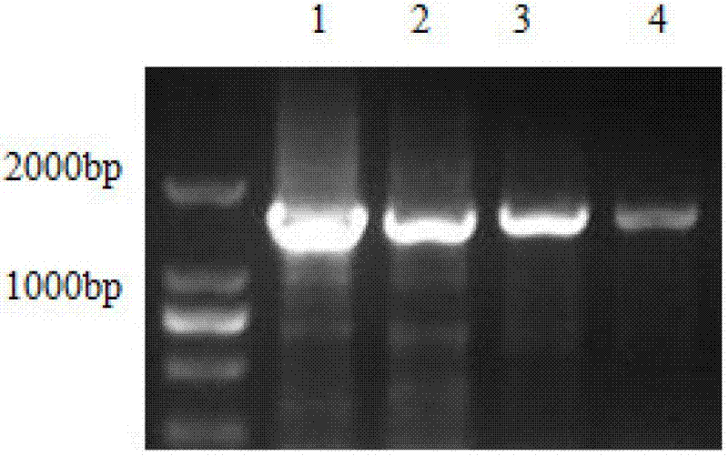 Human papillomavirus (HPV) L1-based recombinant adenovirus for preventing and treating esophagus cancer