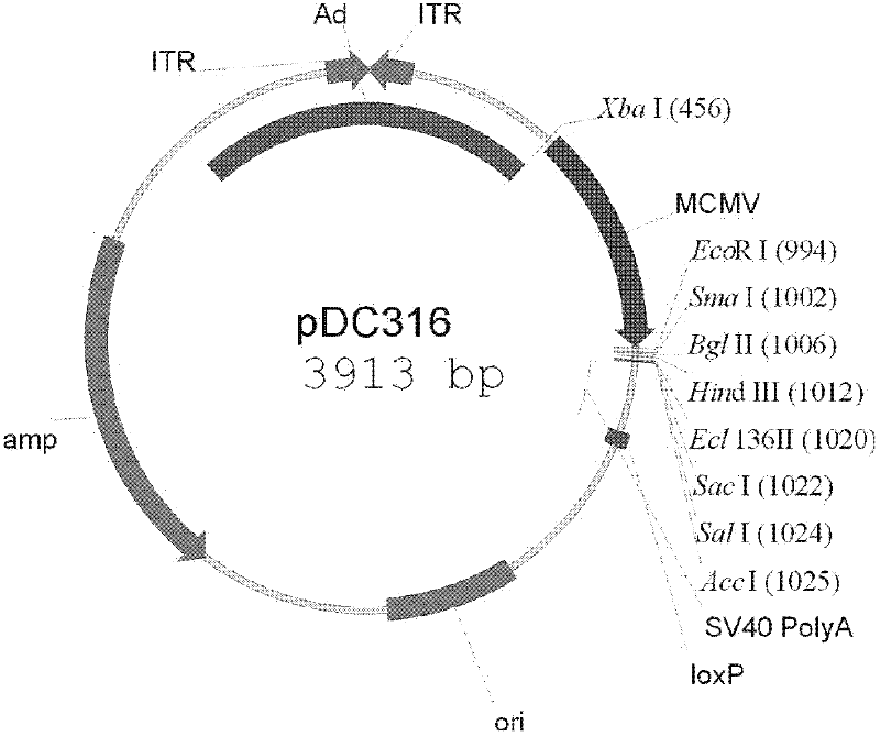 Human papillomavirus (HPV) L1-based recombinant adenovirus for preventing and treating esophagus cancer