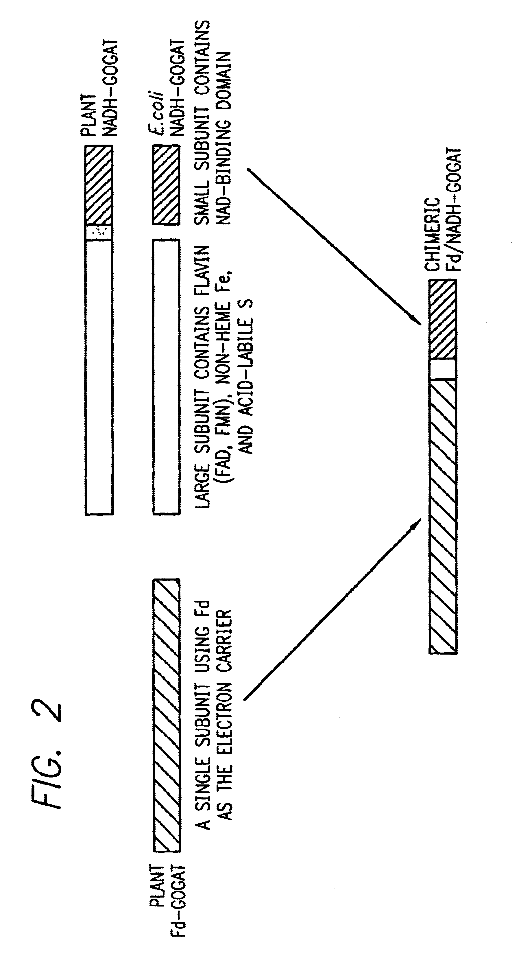 Transgenic plants that exhibit enhanced nitrogen assimilation