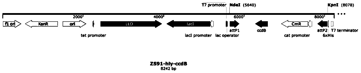 Bacterium expression vector for identifying tumor new antigens and method for screening and identifying tumor new antigens