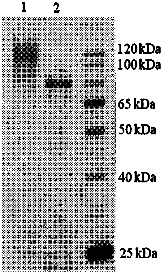 Alternaria alpha-L-rhamnosidase gene and application thereof