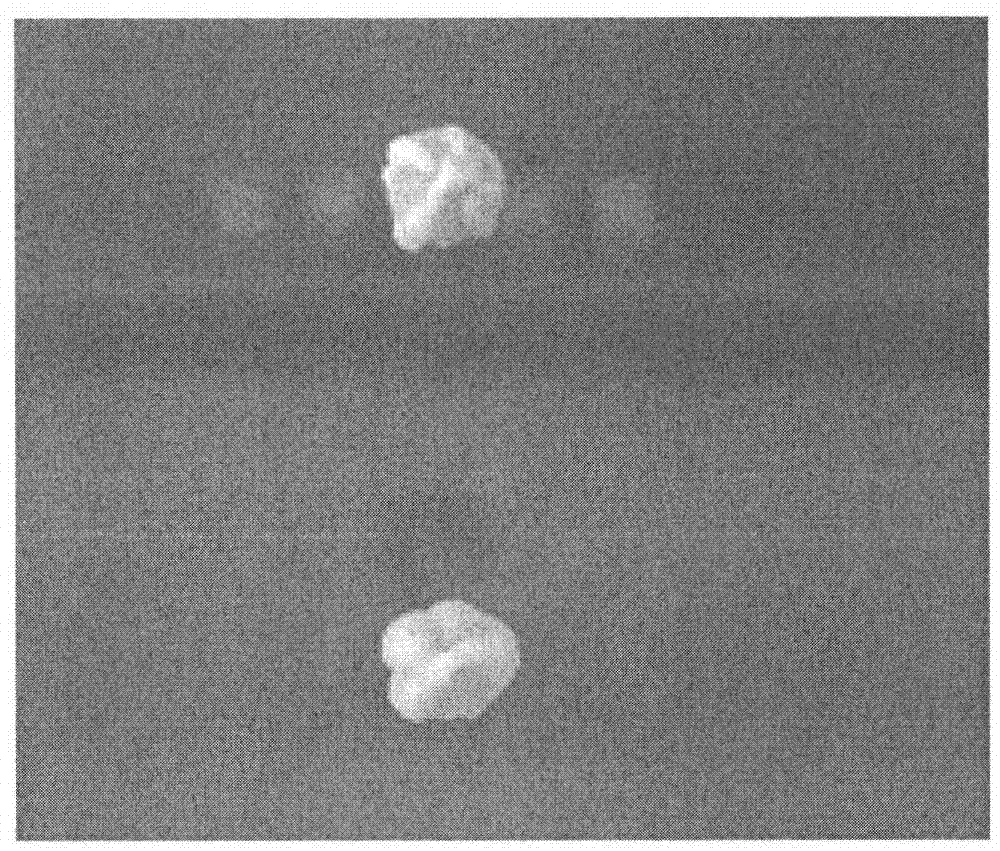 Nocardia sp. capable of converting quininone into (R)-3-quinuclidinol and conversion method