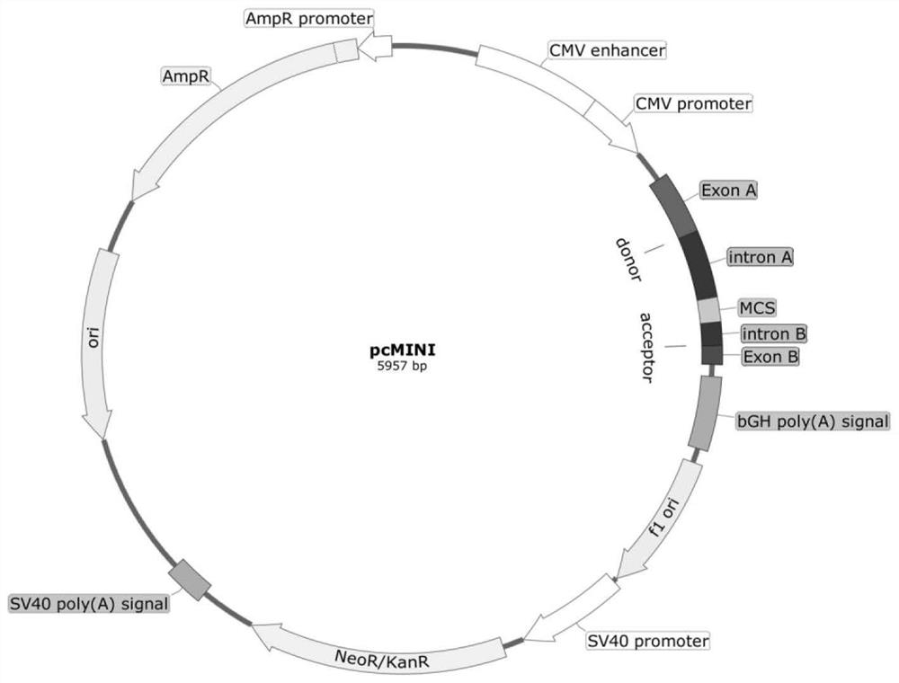 PcMINI vector as well as construction method and application thereof