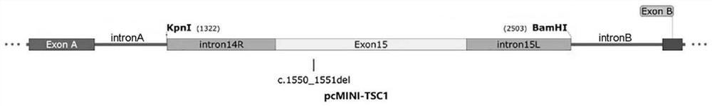 PcMINI vector as well as construction method and application thereof