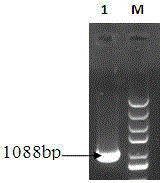 alr (alanine racemase)-deficient lactobacillus plantarum NC8