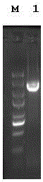 alr (alanine racemase)-deficient lactobacillus plantarum NC8