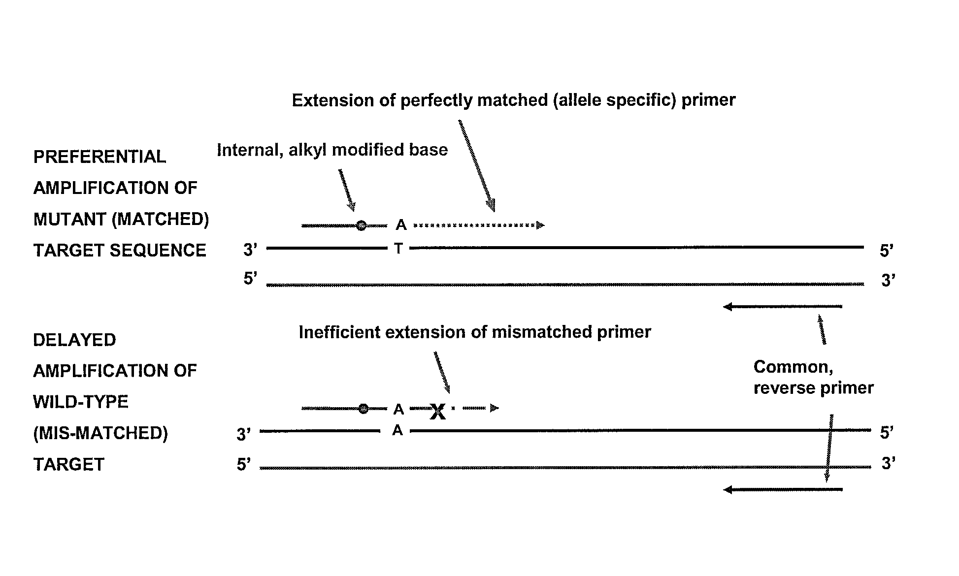 Allele-specific amplification