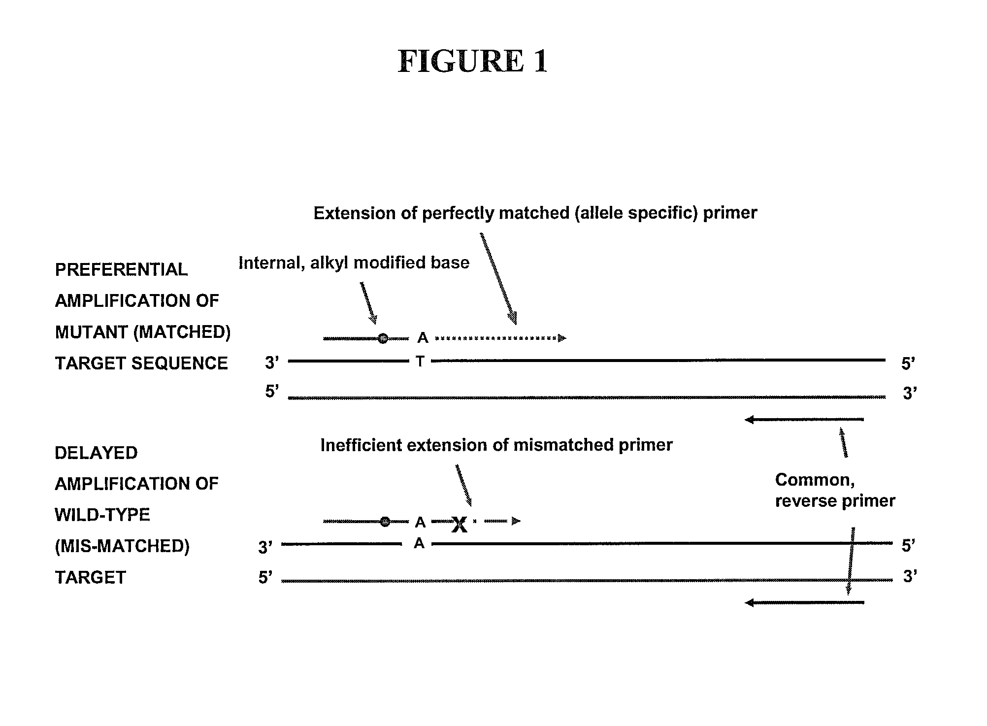 Allele-specific amplification