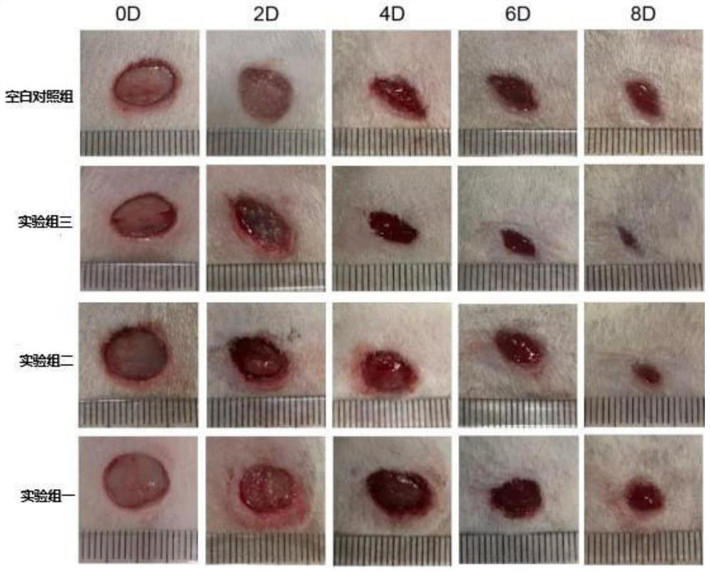 Marine plant extract induced tissue repair hydrogel wound dressing and preparation method thereof