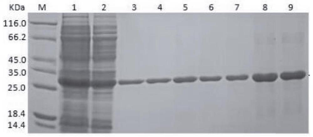 ELISA kit for detecting salmonella antibody, detection method and application thereof