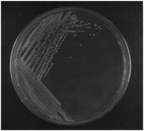 Method for producing high-activity beta-galactosidase bacillus circulans strain and breeding method of strain