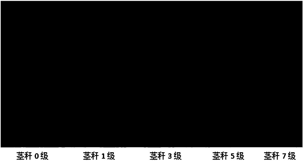 Method for evaluating prevention and control effect of fungicide on black spot of sweet potato seedlings