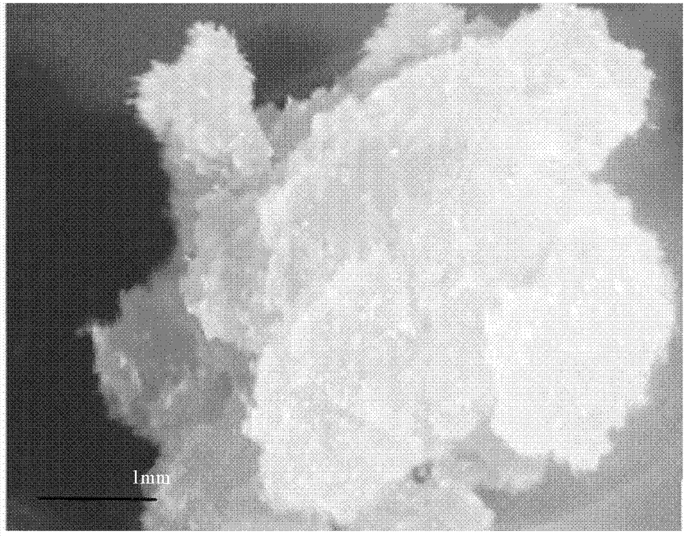 Method for breeding locust