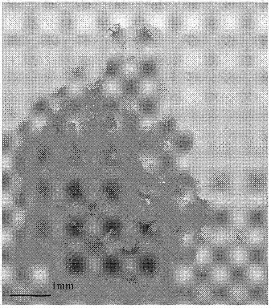 Method for breeding locust