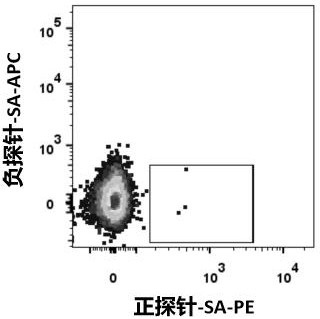 Fully human monoclonal neutralizing antibody for resisting novel coronavirus and application of fully human monoclonal neutralizing antibody