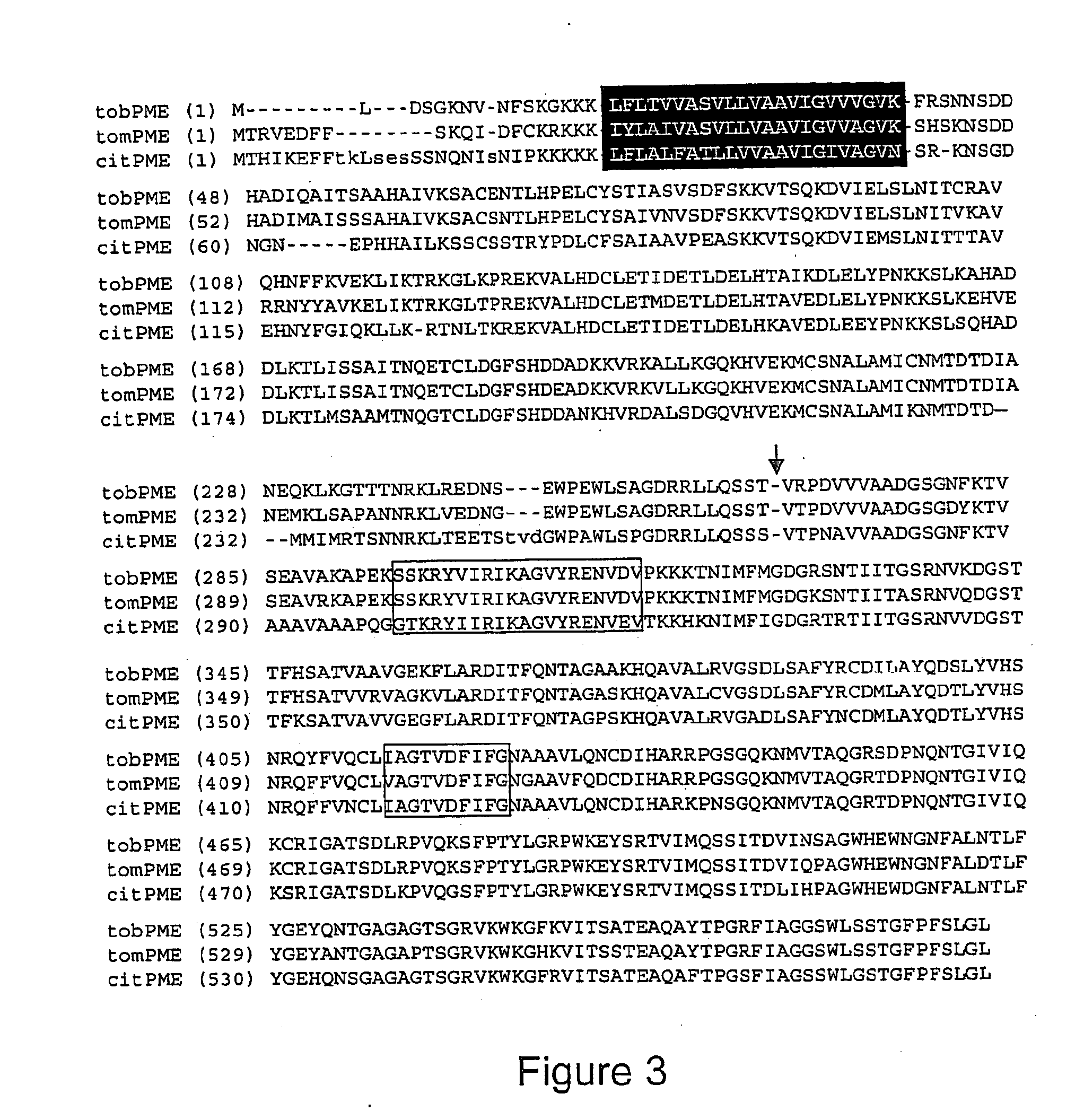 Method of protein production in plants