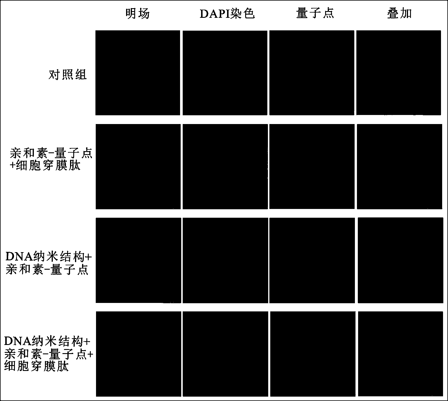 Method for using polypeptide-mediated DNA nanostructure as antitumor drug carrier