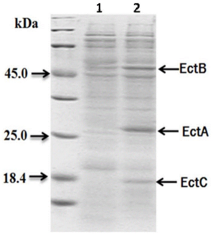 A method of producing ectoine by high-density culture of recombinant escherichia coli