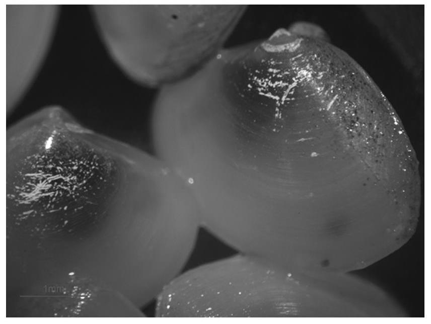 Introduction and breeding method for Mulinia lateralis Say