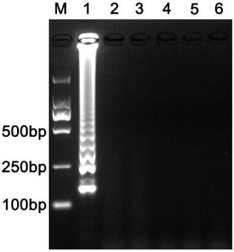 LAMP detection primer for sweet potato blast fungus and visual detection method of sweet potato blast fungus