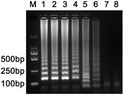 LAMP detection primer for sweet potato blast fungus and visual detection method of sweet potato blast fungus