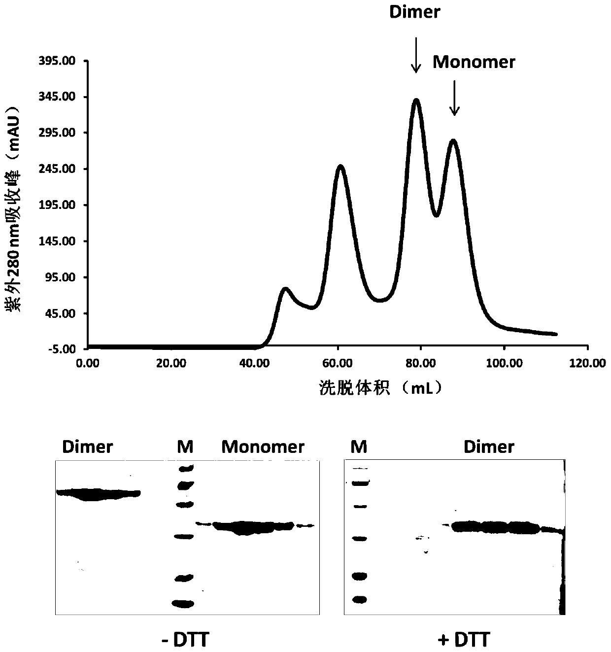 A coronavirus vaccine based on dimerized receptor binding domain subunits