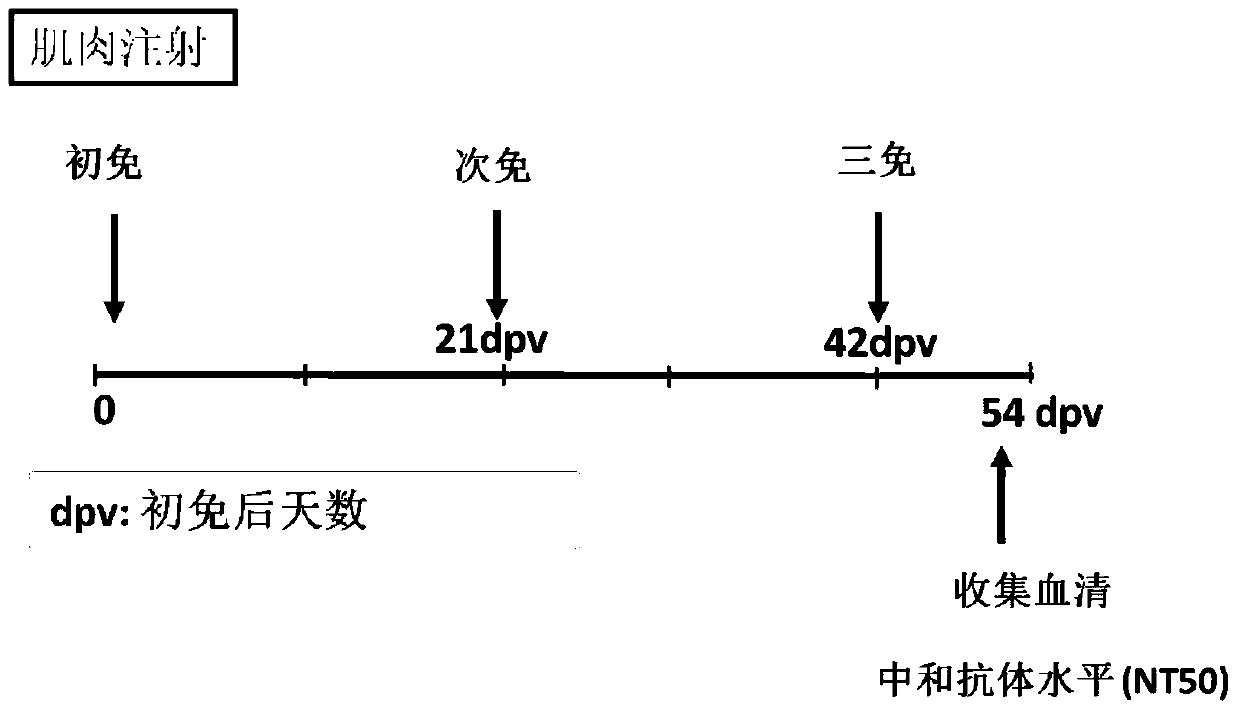 A coronavirus vaccine based on dimerized receptor binding domain subunits