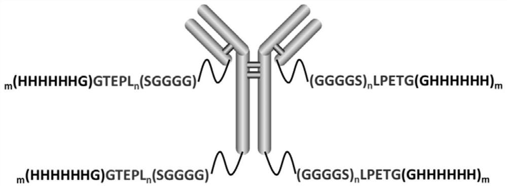 A kind of preparation method of antibody-conjugated drug, antibody-conjugated drug and application