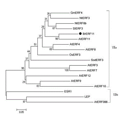 Chinese cabbage activating protein 2/ethylene responsive factor (AP2/ERF) transcription factor gene and application thereof