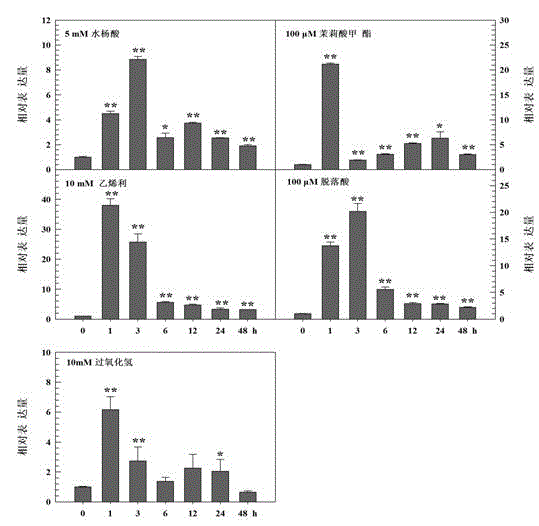 Chinese cabbage activating protein 2/ethylene responsive factor (AP2/ERF) transcription factor gene and application thereof