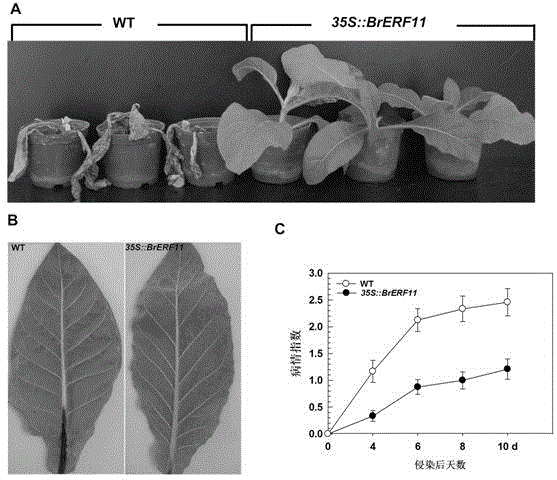 Chinese cabbage activating protein 2/ethylene responsive factor (AP2/ERF) transcription factor gene and application thereof