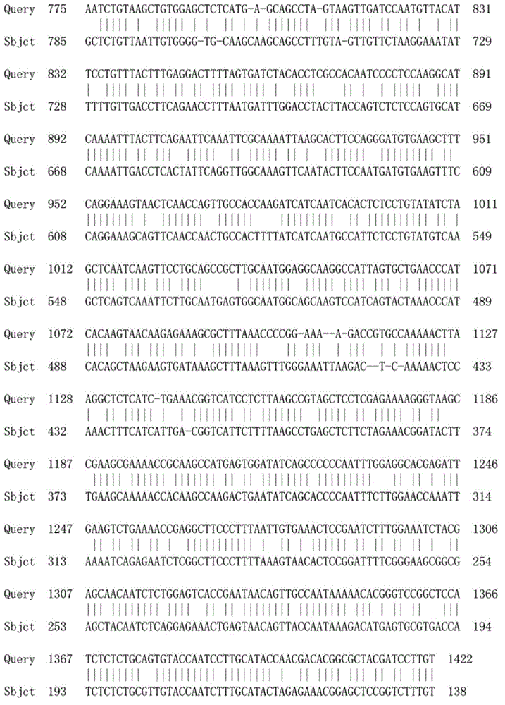 Agapanthus praecox auxin receptor protein TIR1 and coding gene and probe thereof