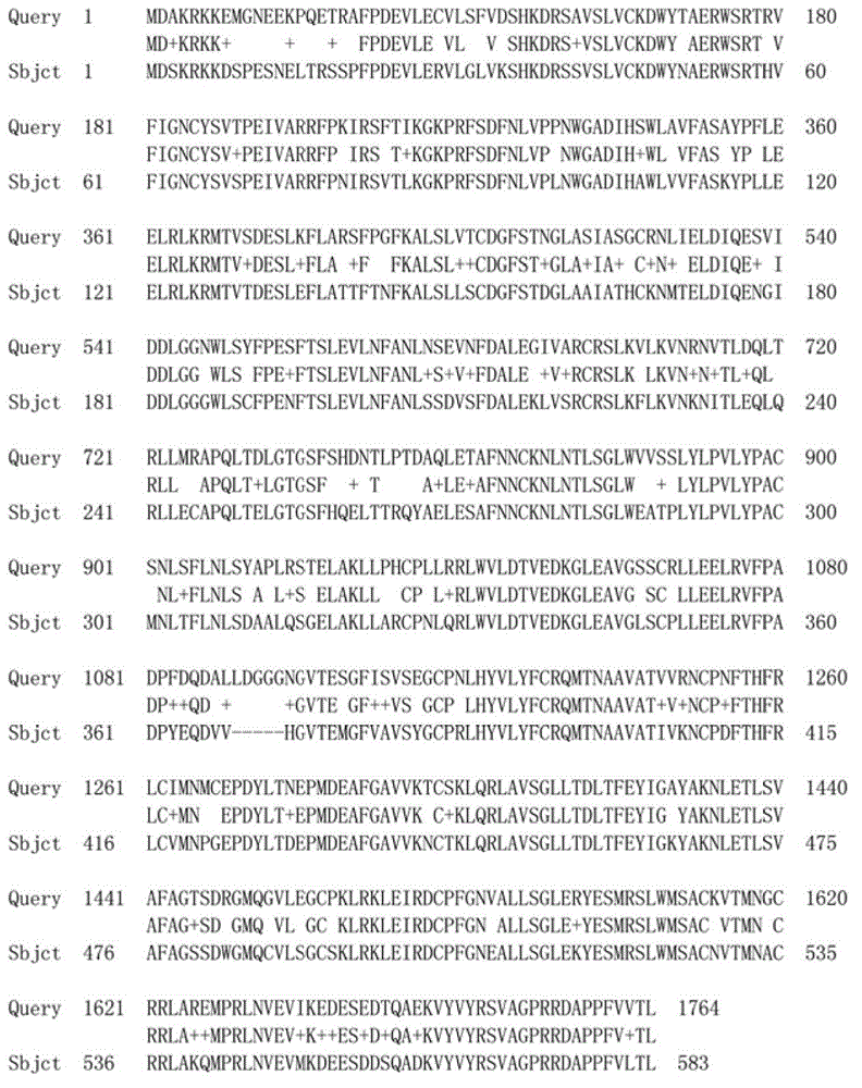 Agapanthus praecox auxin receptor protein TIR1 and coding gene and probe thereof