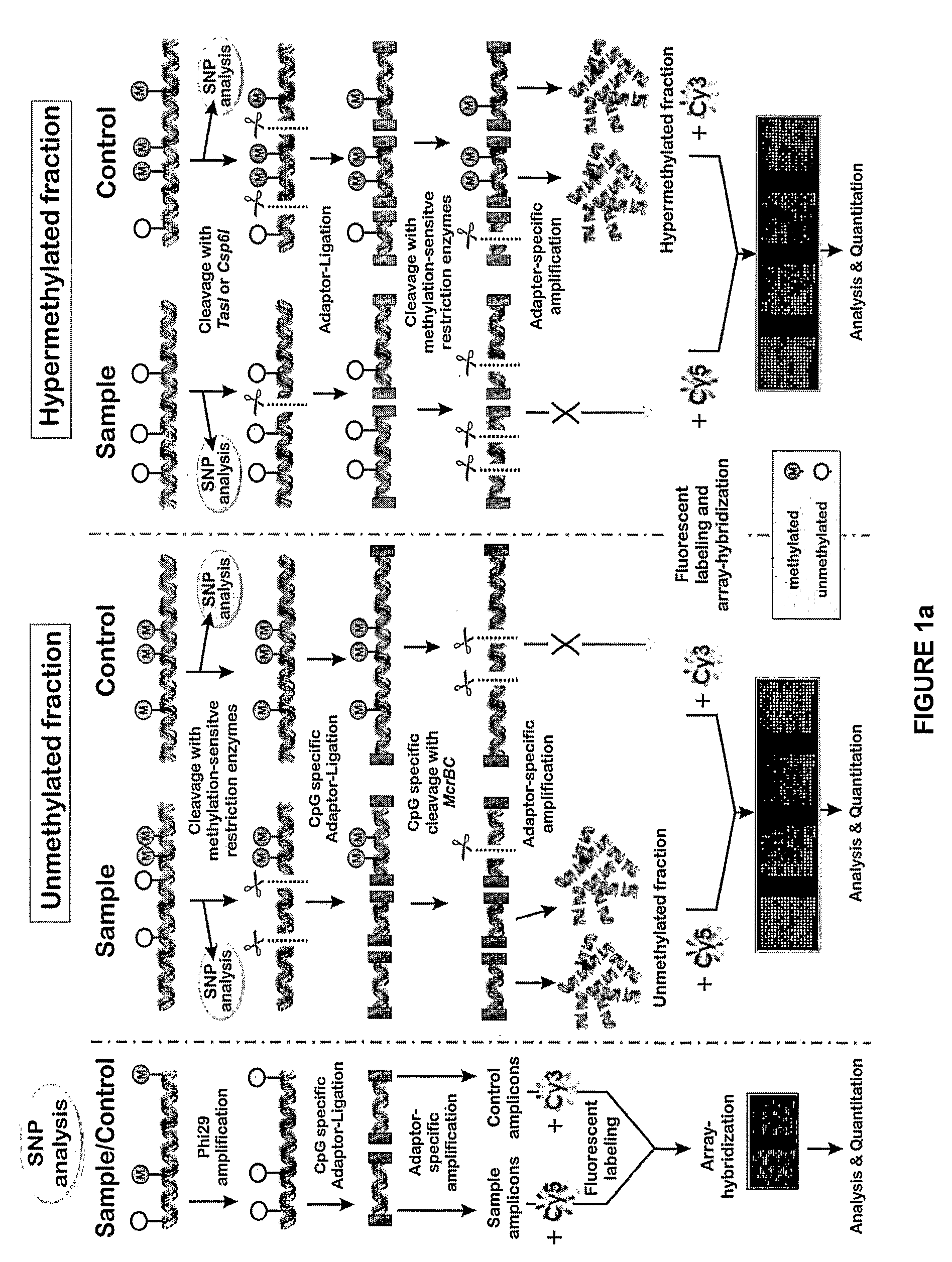 CpG-amplicon and array protocol