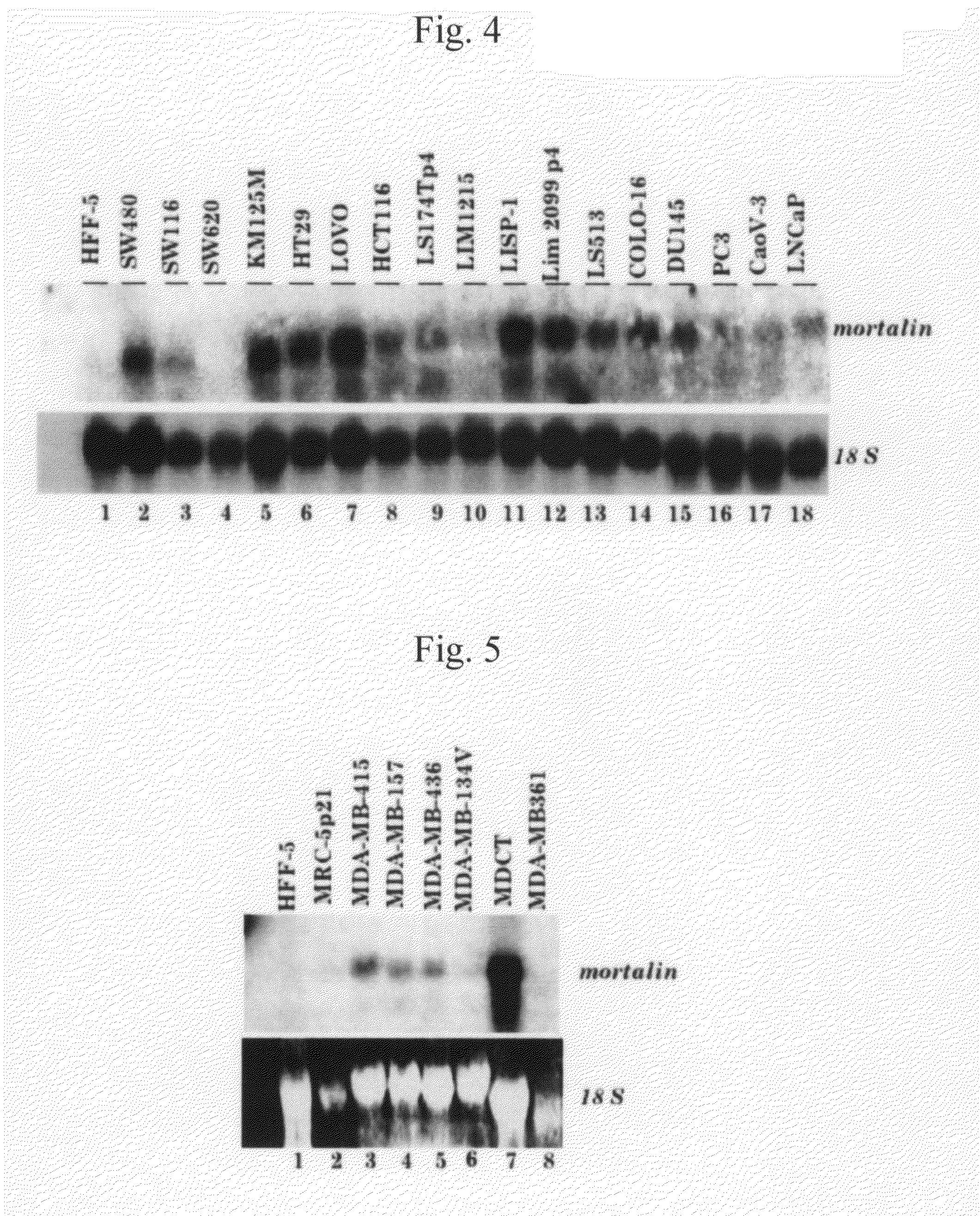 Use of anti-mortalin 2 antibody and functional nucleic acid for cancer therapies