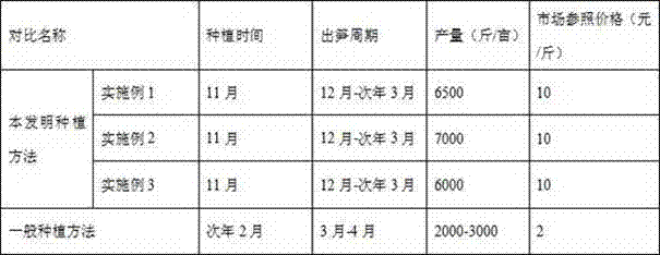 A winter high-yield planting method for bamboo shoots