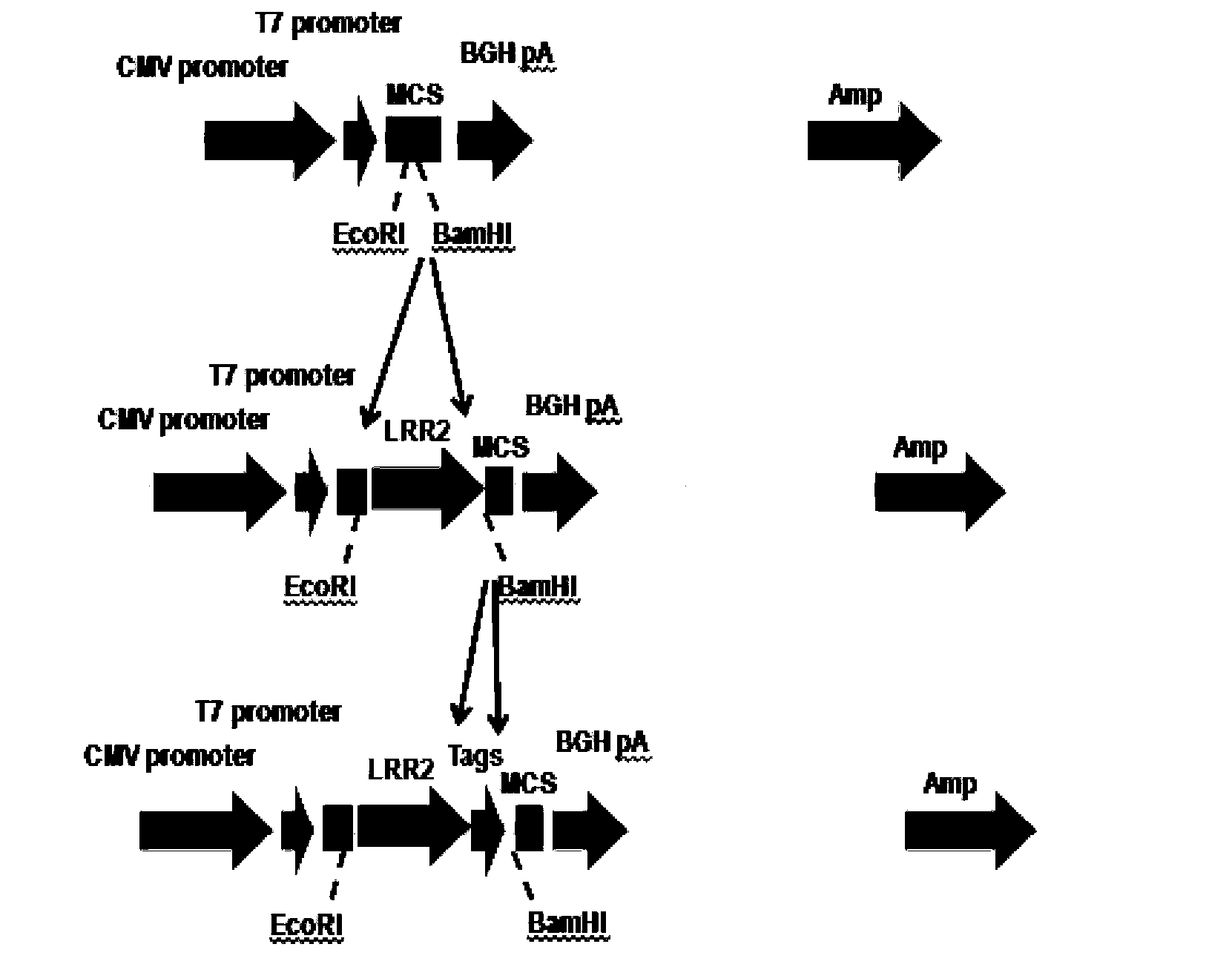 Fusion protein containing leucine-rich repetitive sequence, and preparation method and application thereof