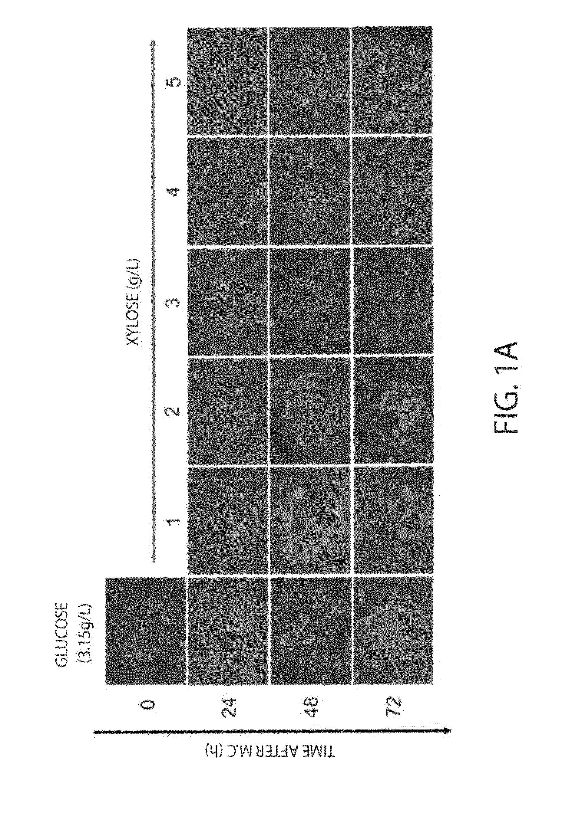 Maintenance medium for primate pluripotent stem cells