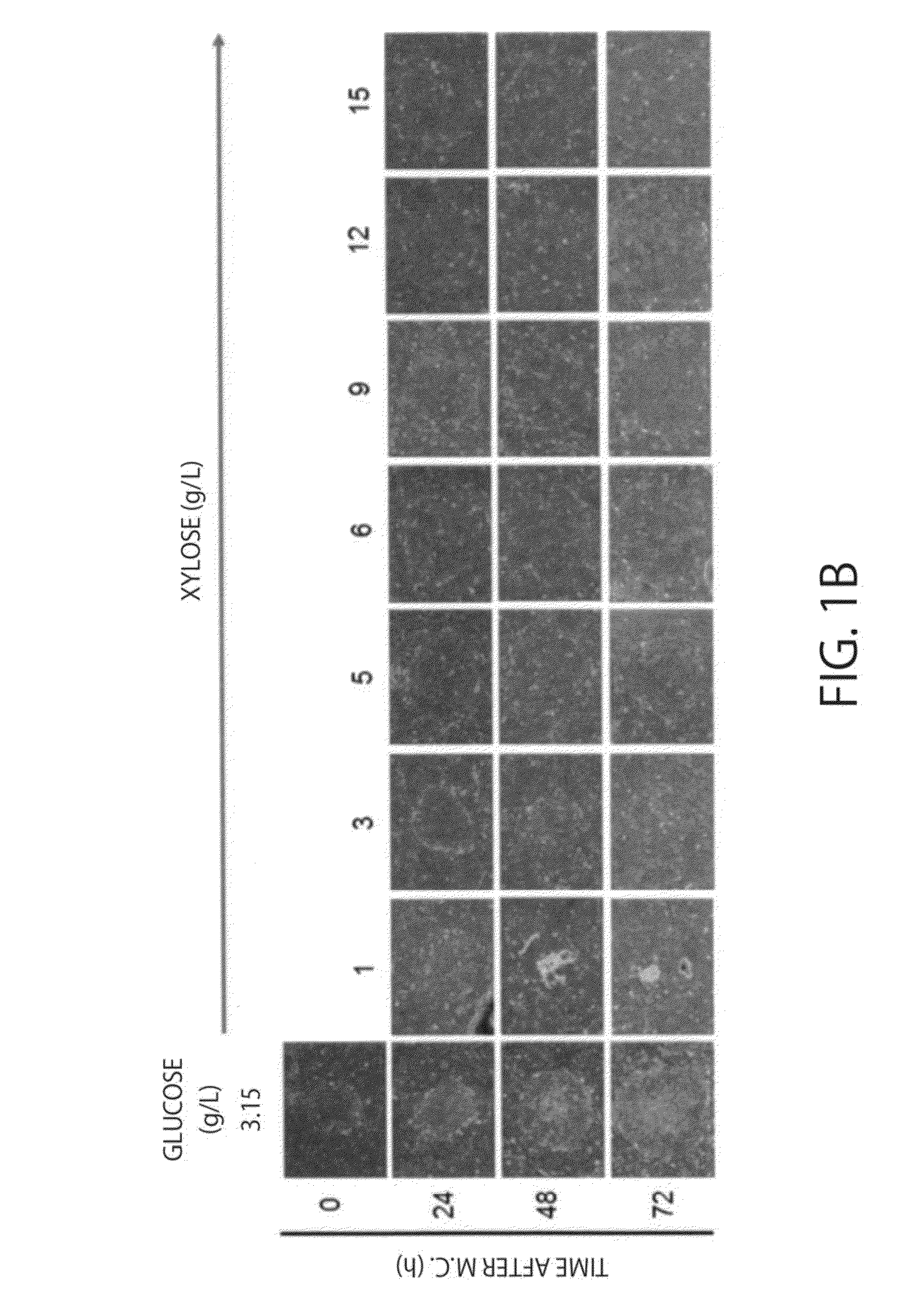 Maintenance medium for primate pluripotent stem cells