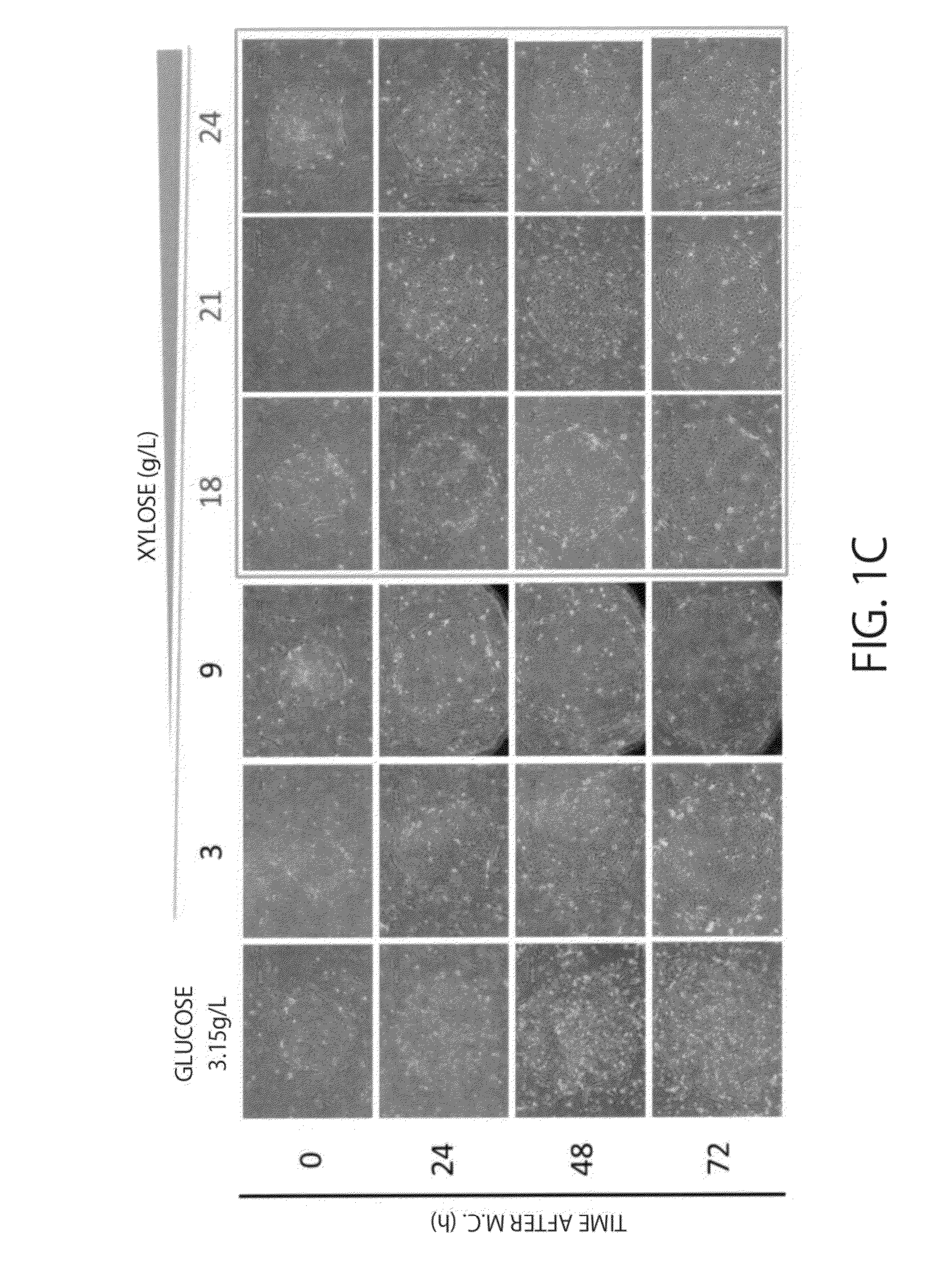 Maintenance medium for primate pluripotent stem cells