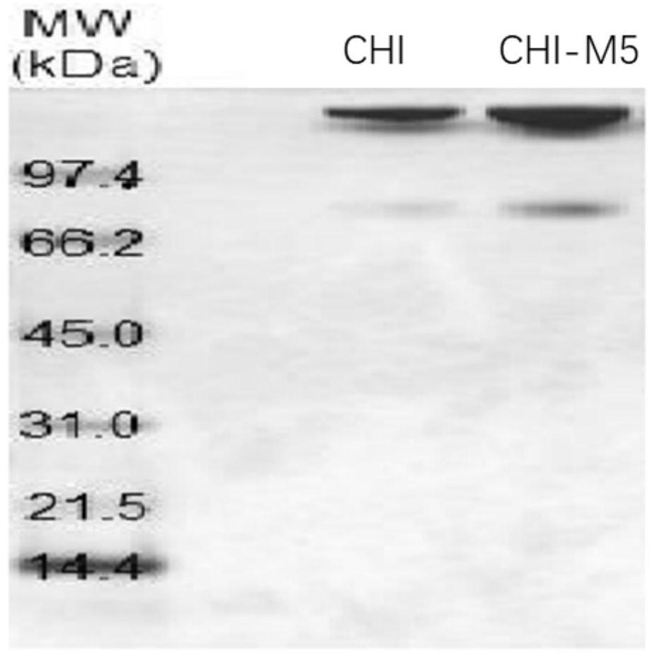 A kind of chitinase low temperature resistant mutant and its application