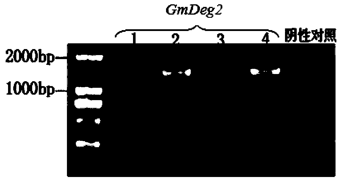 Soybean photosynthesis related gene GmDeg2 and application thereof