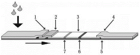 Test paper strip and method for detecting canine coronavirus through immunofluorescence chromatography technique