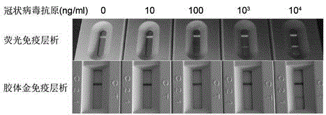 Test paper strip and method for detecting canine coronavirus through immunofluorescence chromatography technique