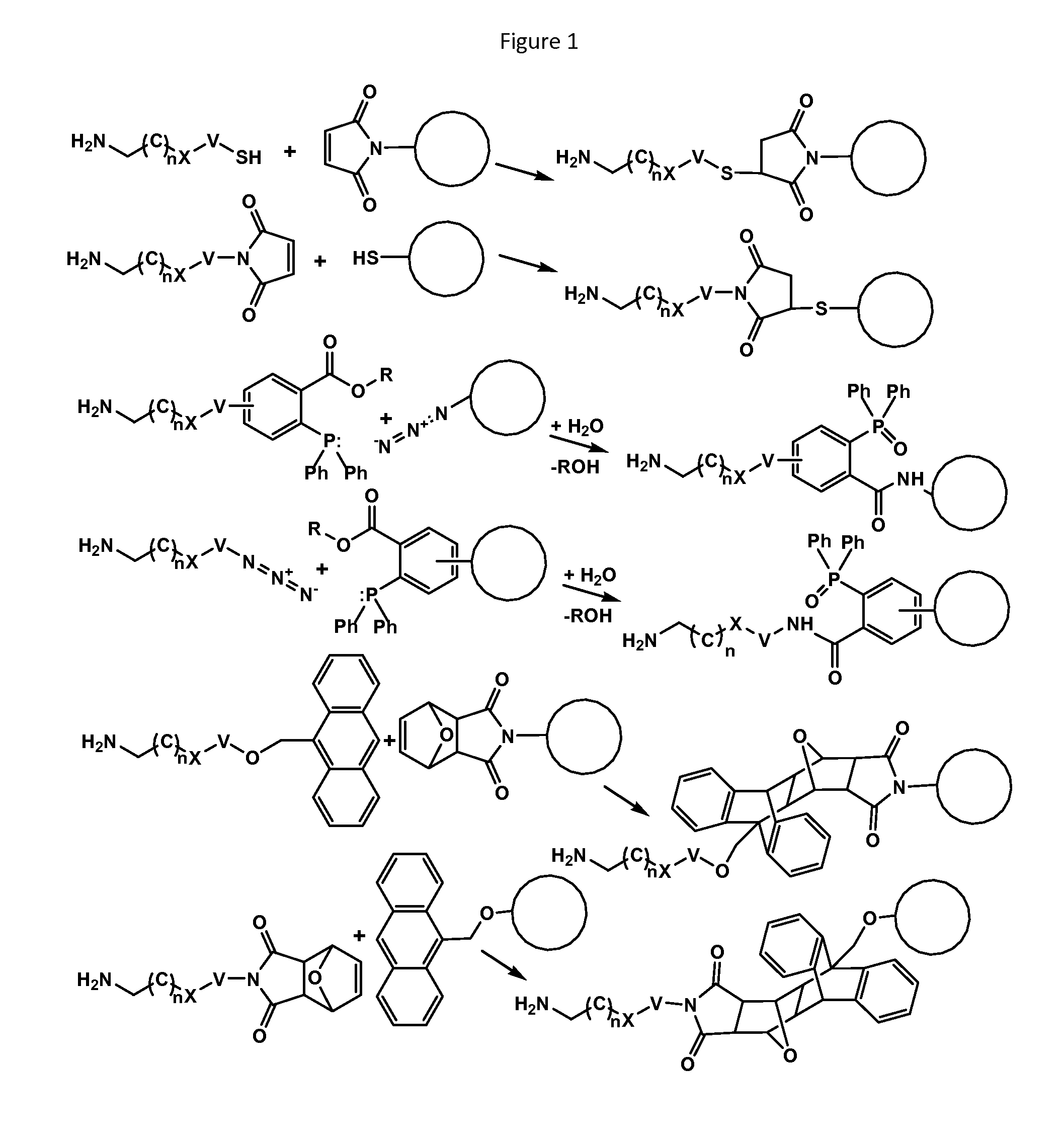 Recognition tags for tgase-mediated conjugation