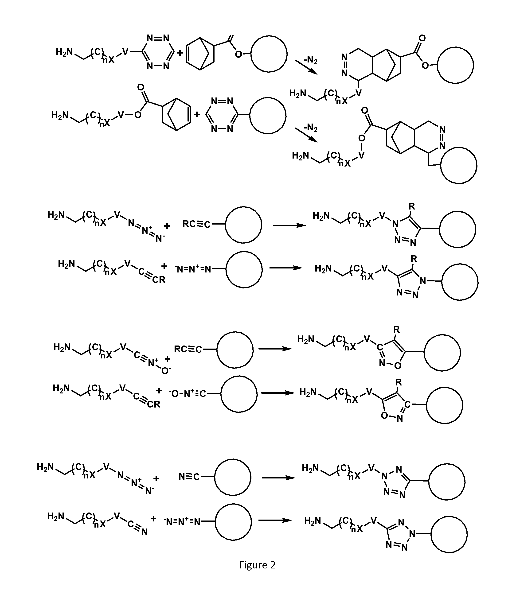 Recognition tags for tgase-mediated conjugation