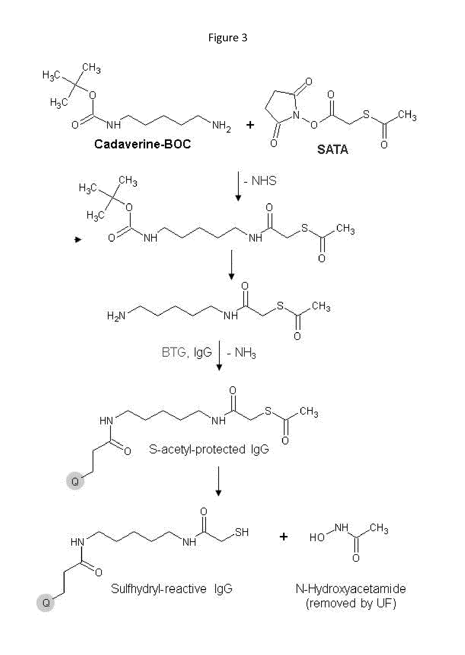 Recognition tags for tgase-mediated conjugation