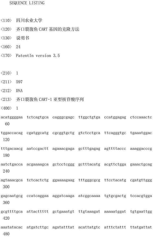 Cloning method of schizothorax prenati gene CART