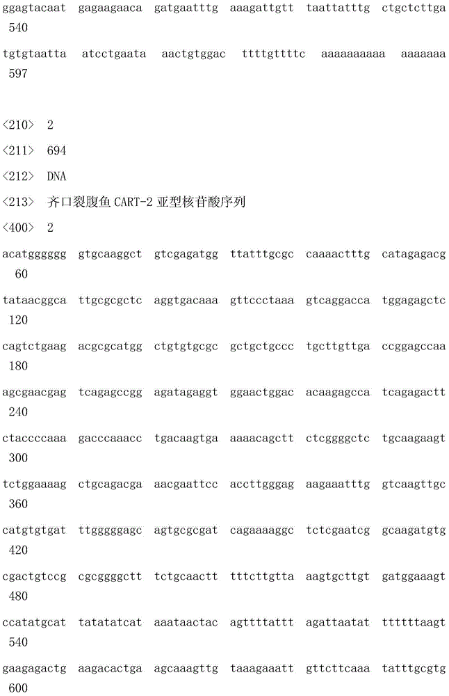 Cloning method of schizothorax prenati gene CART